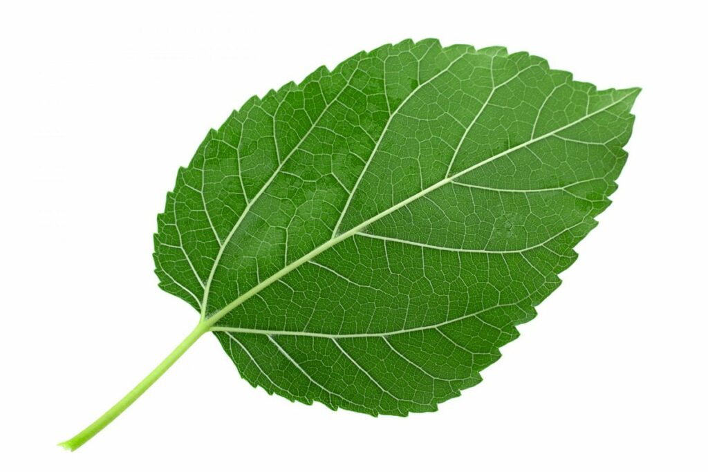 Mulberry Leaf