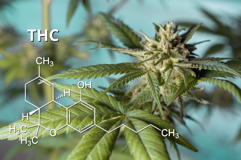 Where Can I Buy THC-H Products